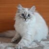 Jasmin Siberian female kitten