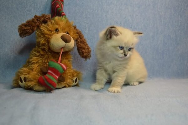 736 Xalina Siberian female kitten - Image 4