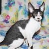 200 Hennessy male kitten Cornish Rex