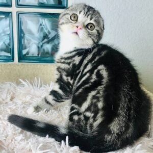 Kenzo Scottish fold shorthair male kitten