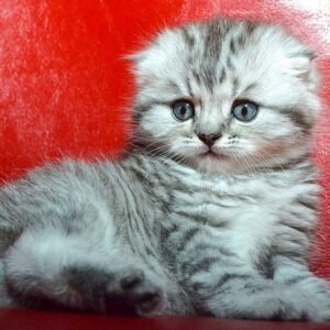 Cherry Scottish fold longhair female kitten