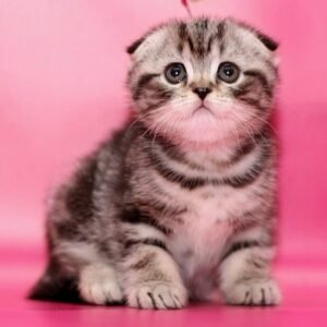 618 Dior Scottish fold shorthair male kitten