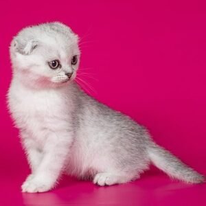 Bradley Scottish fold shorthair male kitten