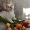 Armani male kitten Devon Rex - Image 2