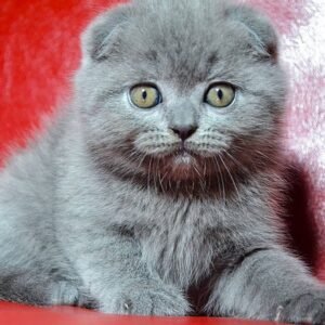 Joni Scottish fold shorthair male kitten