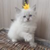 50 Honey bear Siberian female kitten - Image 6