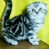 321 Cherry Scottish fold shorthair female kitten