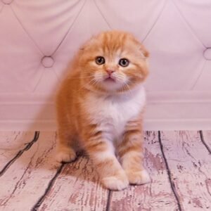 Emir Scottish fold shorthair male kitten