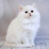 241 Helen Scottish straight longhair female kitten