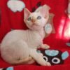 Armani male kitten Devon Rex - Image 3