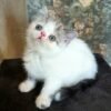 46 Roman Exotic shorthair male kitten - Image 2