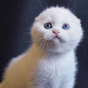 Napoleon Scottish fold shorthair male kitten