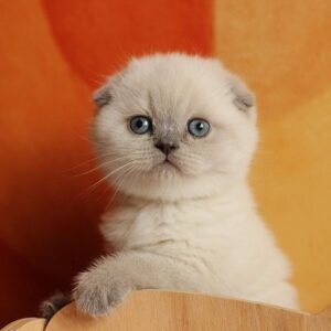 Illiza Scottish fold shorthair female kitten
