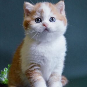 Ogonyok Scottish straight shorthair male kitten