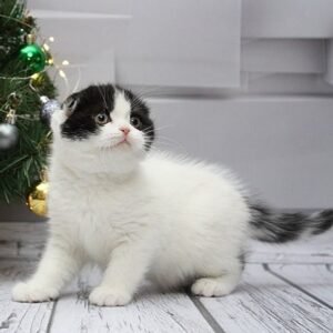 90 Rolando Scottish fold shorthair male kitten