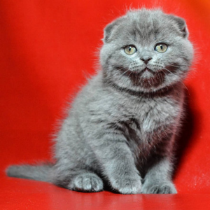 Garfield Scottish fold shorthair male kitten