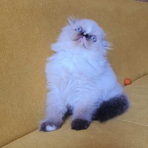 Diva Scottish fold longhair female kitten