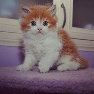 Angel Scottish straight longhair male kitten
