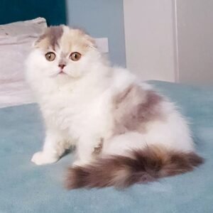 Lavanda Scottish fold longhair female kitten