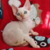 Armani male kitten Devon Rex