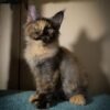 293 Colorado polydactyl 66/66 Maine Coon female kitten - Image 2