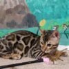 10 Spartak purebred Bengal male kitten - Image 3