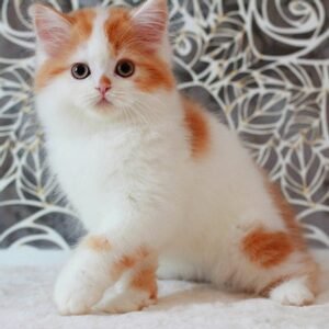 Boris Scottish straight longhair male kitten