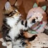 298 Carizma Maine Coon female kitten - Image 3