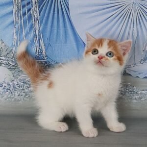 Bohemia Scottish straight shorthair female kitten