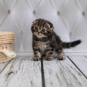 Oliver Scottish fold shorthair male kitten