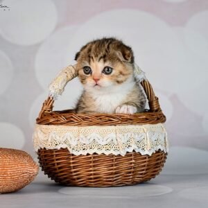Halwa Scottish fold shorthair female kitten