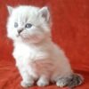 77 Julia Siberian female kitten