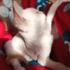 Armani male kitten Devon Rex - Image 7