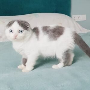 Kiss-Kiss Scottish fold shorthair female kitten