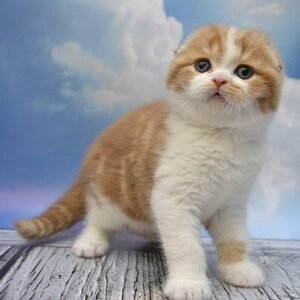 Billy Scottish fold shorthair male kitten