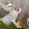 Armani male kitten Devon Rex - Image 6