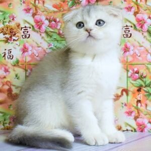 634 Zedan Scottish fold shorthair male kitten