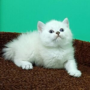Barbie Scottish fold shorthair female kitten