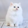 241 Helen Scottish straight longhair female kitten - Image 4