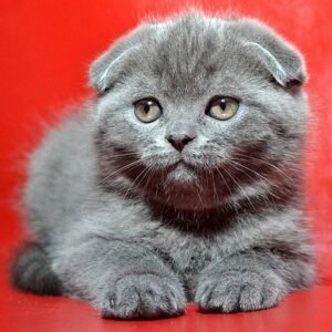 George Scottish fold shorthair male kitten
