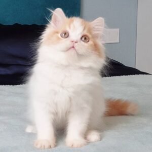 Jaff Scottish straight longhair male kitten