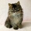 108 Winston Persian male kitten