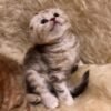 314 Peppa Scottish fold shorthair female kitten - Image 4