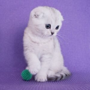 Frodo Scottish fold shorthair male kitten