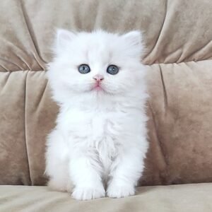 Camille Scottish straight longhair female kitten