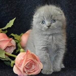 Tim Scottish fold shorthair male kitten