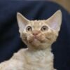392 Pampkin male kitten Devon Rex