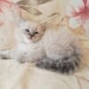Landysh Siberian male kitten - Image 6