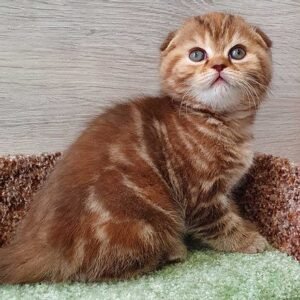 Candy Scottish fold shorthair female kitten