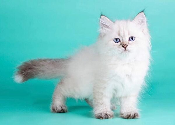 521 Oktava Siberian female kitten - Image 3